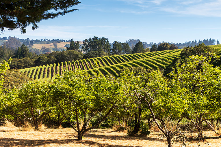 A sunny exterior shot of a hillside. In the foreground are two rows of fruit trees, and behind them is a vineyard.